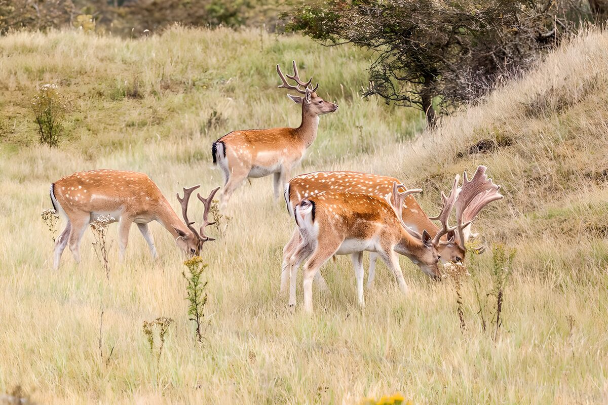 Four fallow stags in quiet grassland