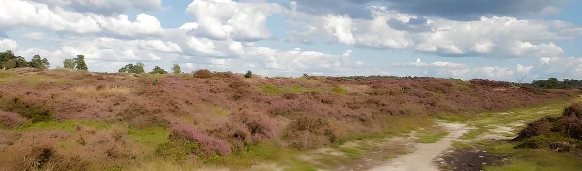 Purple heath beneath a cloud-filled sky