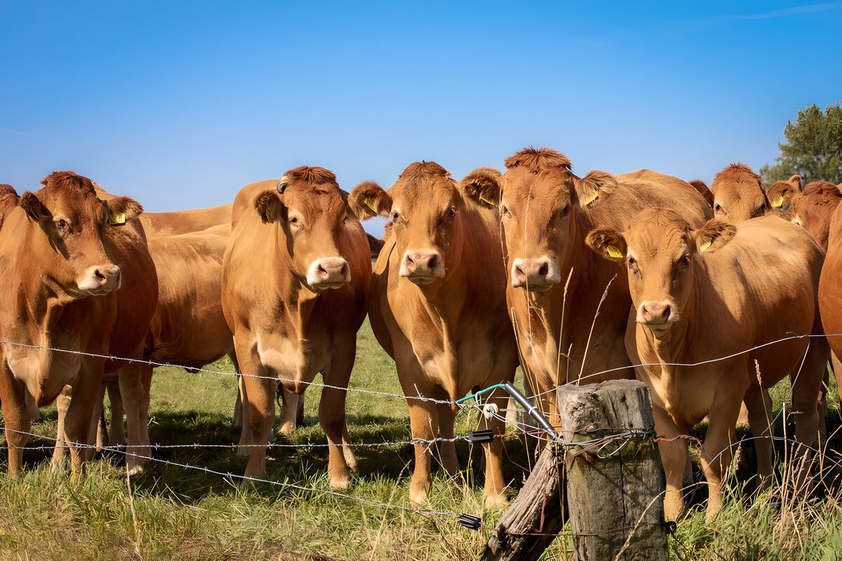 Golden-brown cattle at the fence