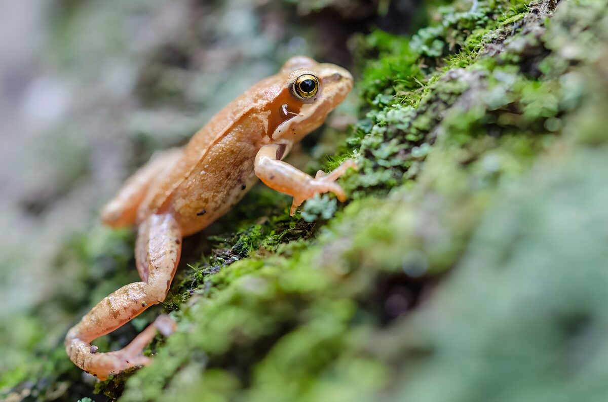 Copper-brown frog on a mossy slope