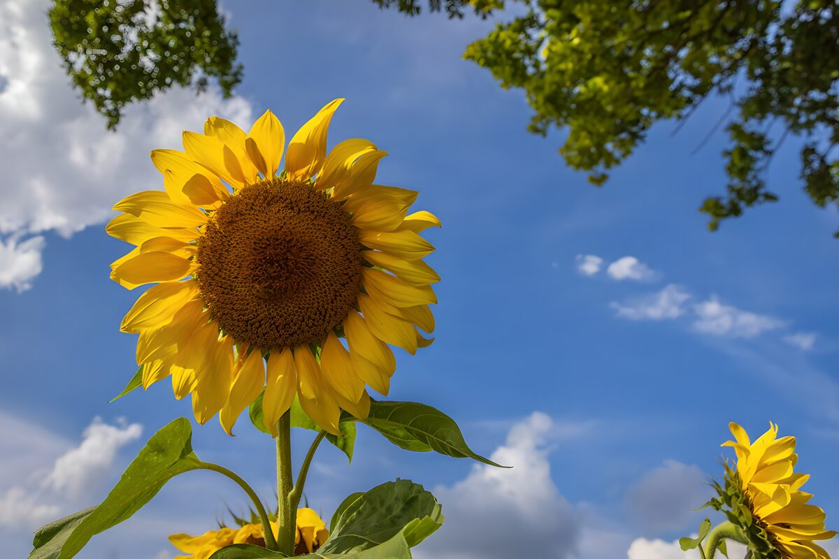 Sunflowers beneath a bright summer sky