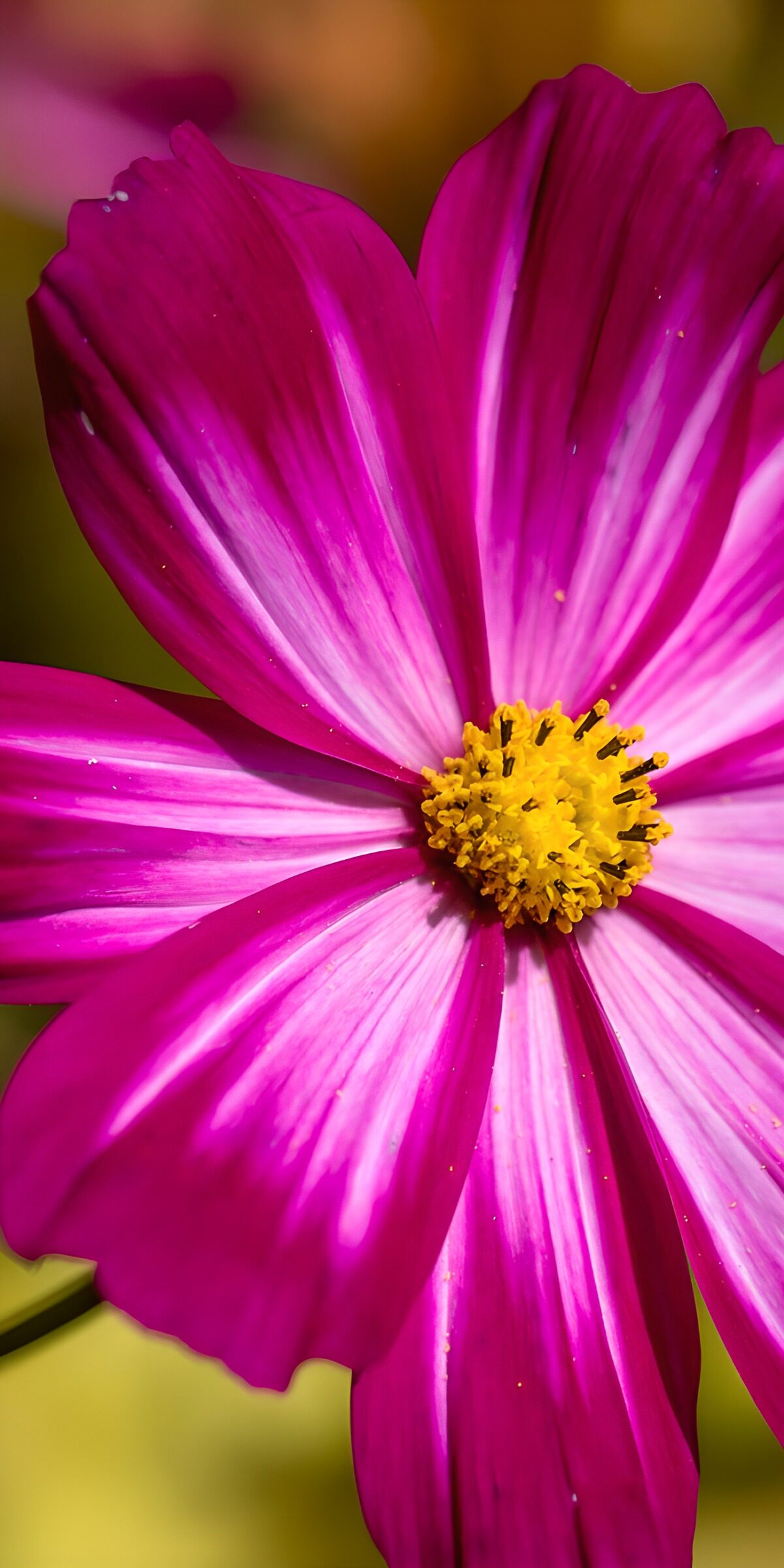 Sunlit pink cosmos in close-up