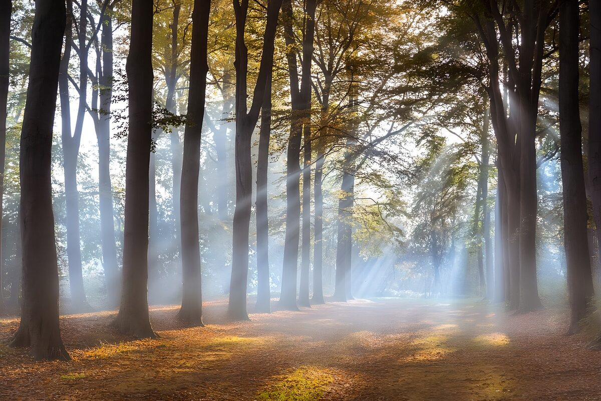 Sunbeams on an autumn woodland path