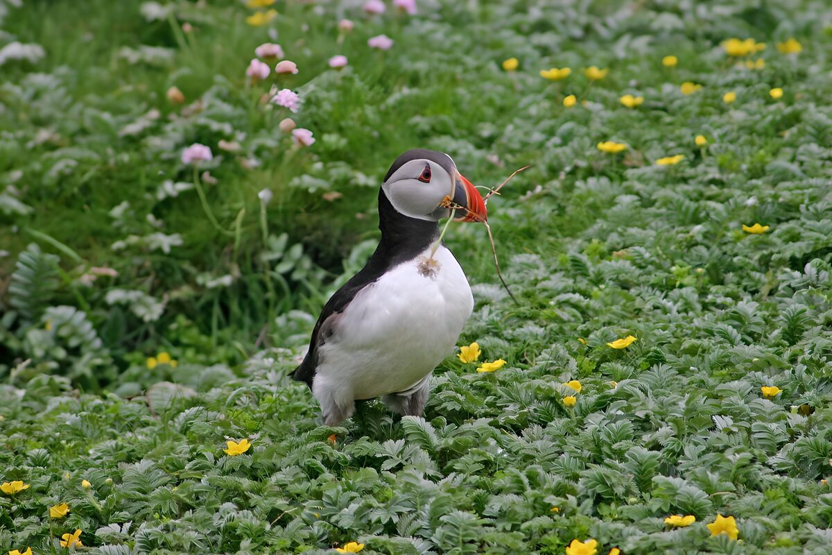 Atlantic puffin in a quiet flower meadow