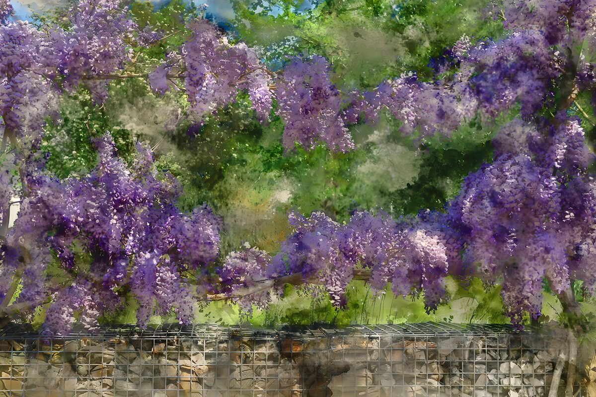 Purple wisteria in dappled light