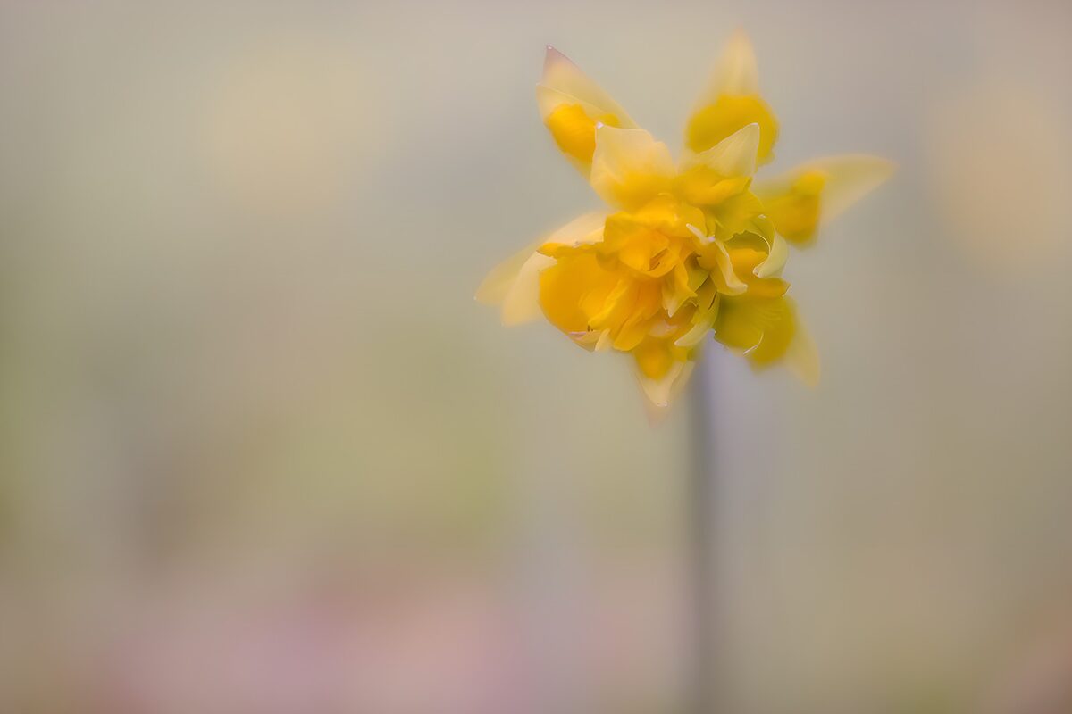 Soft-focus yellow daffodil