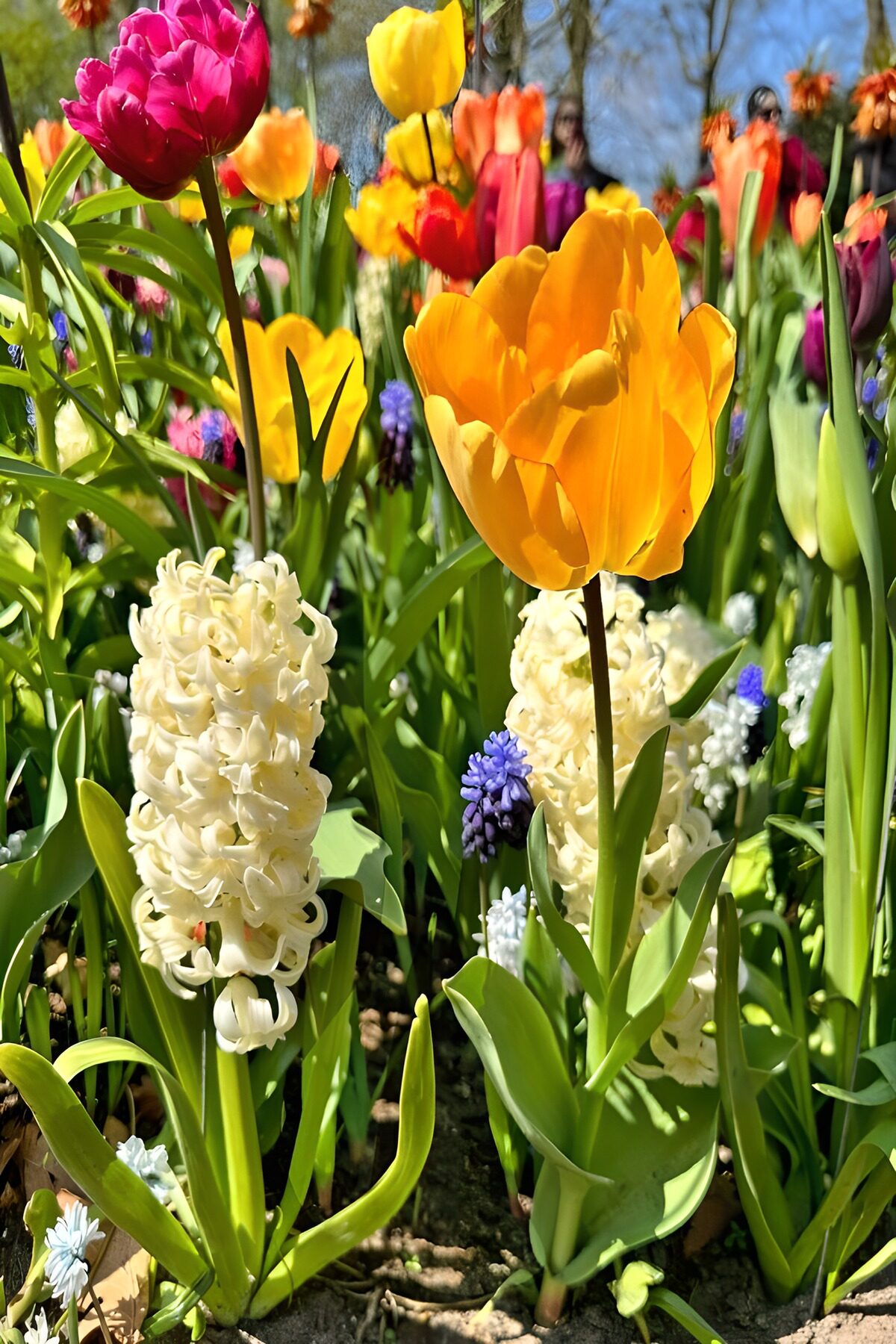 Yellow tulip and hyacinths in spring sunshine