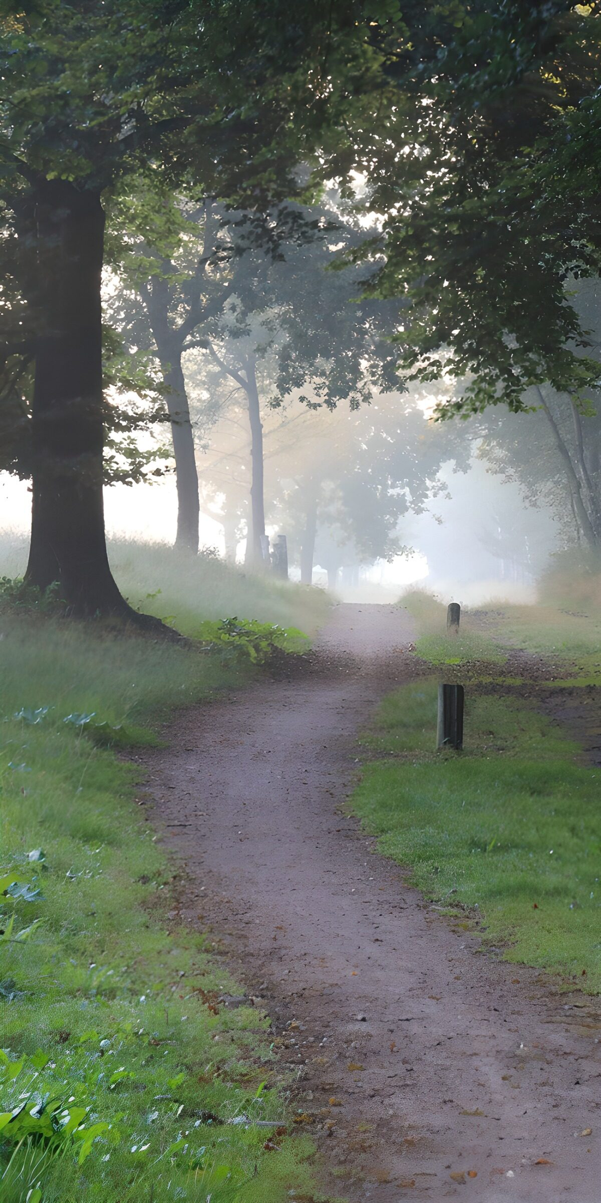 Woodland path in mist and sunlight