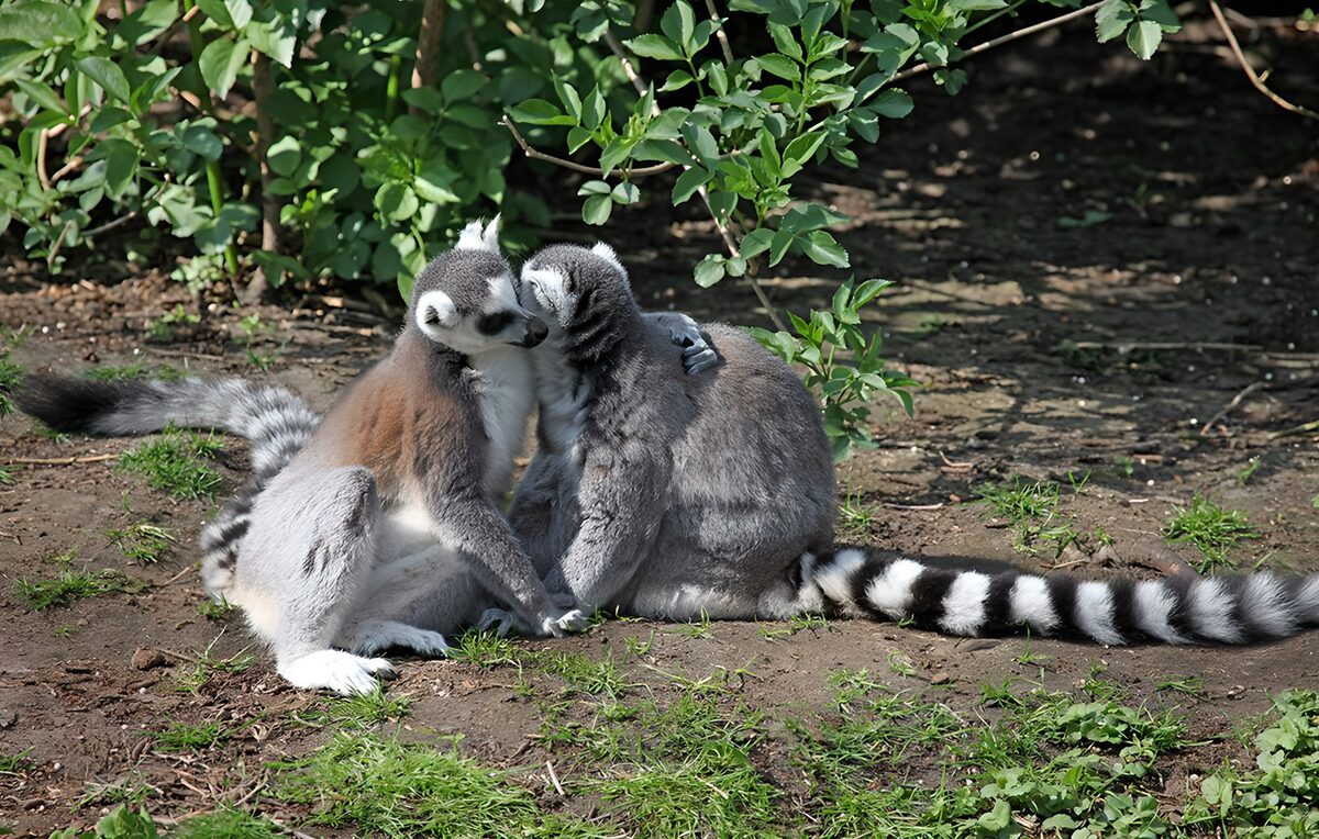 Ring-tailed lemurs in a close embrace