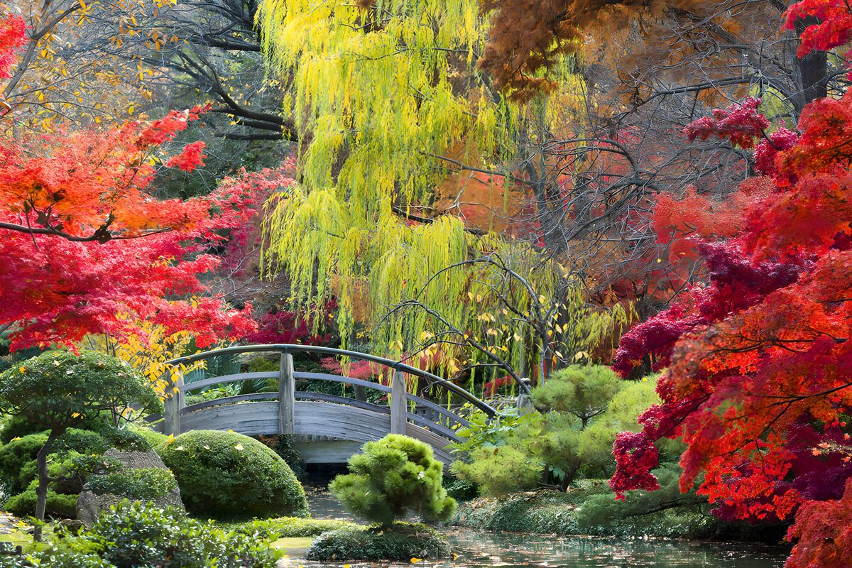 Autumn colour by the garden bridge