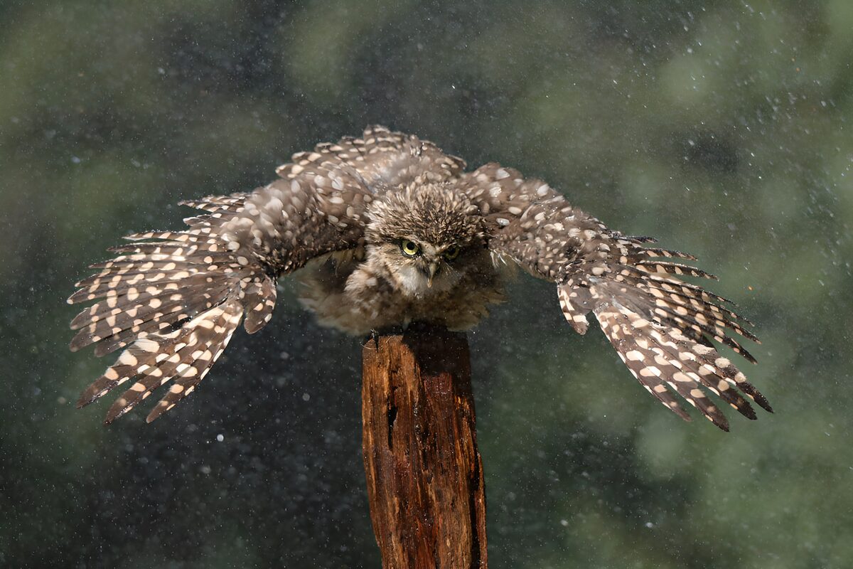 Little owl with wings spread in the rain