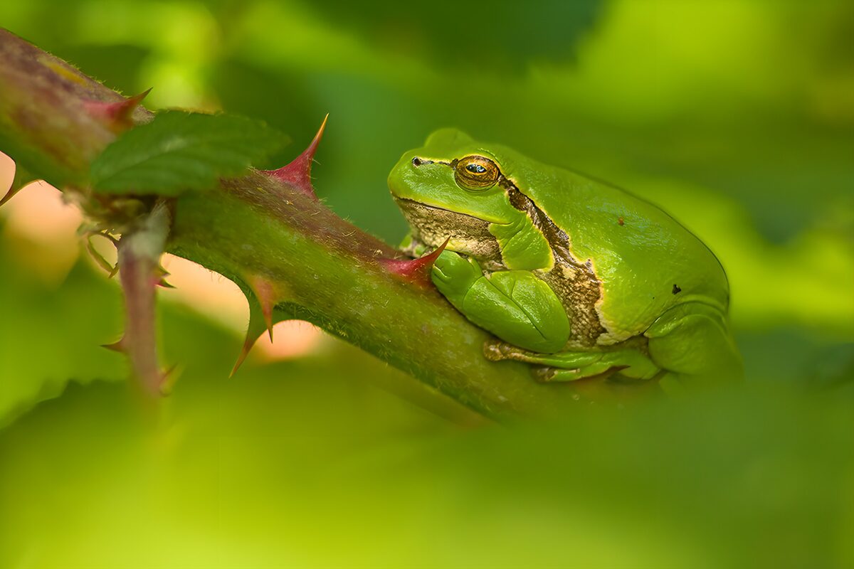 Green tree frog resting among thorns