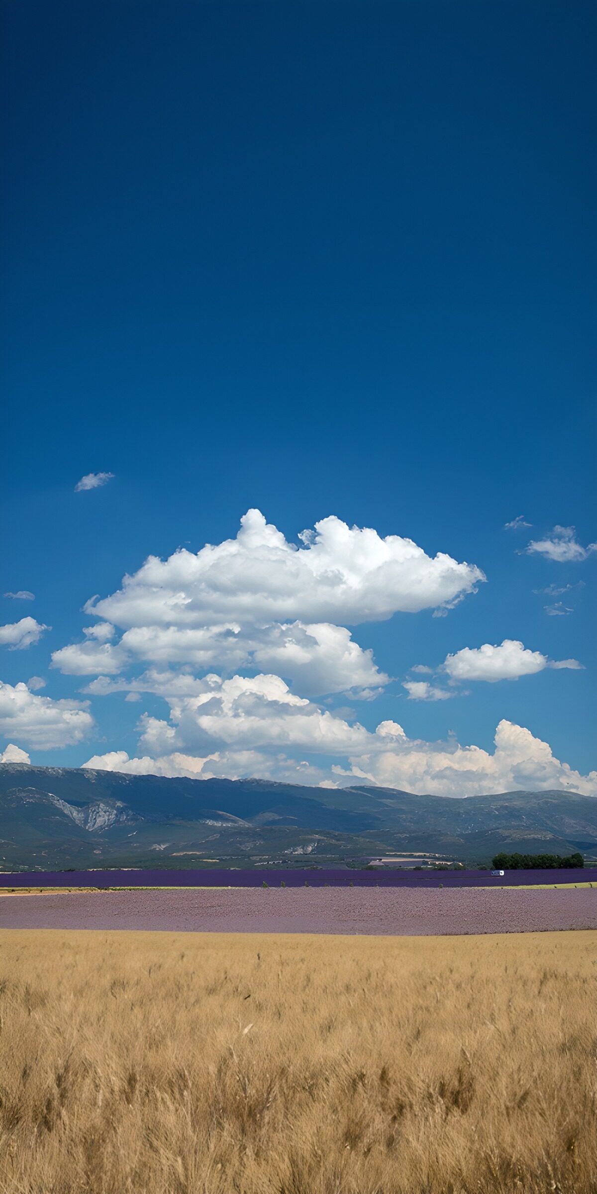 Golden grass and purple fields in sunshine