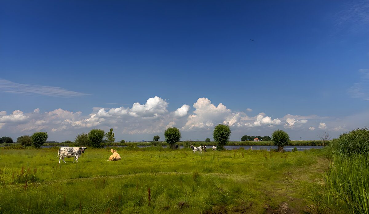 Cows beneath a sky with room to roam