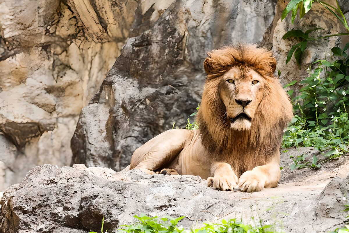 Lion resting on a pale rock ledge