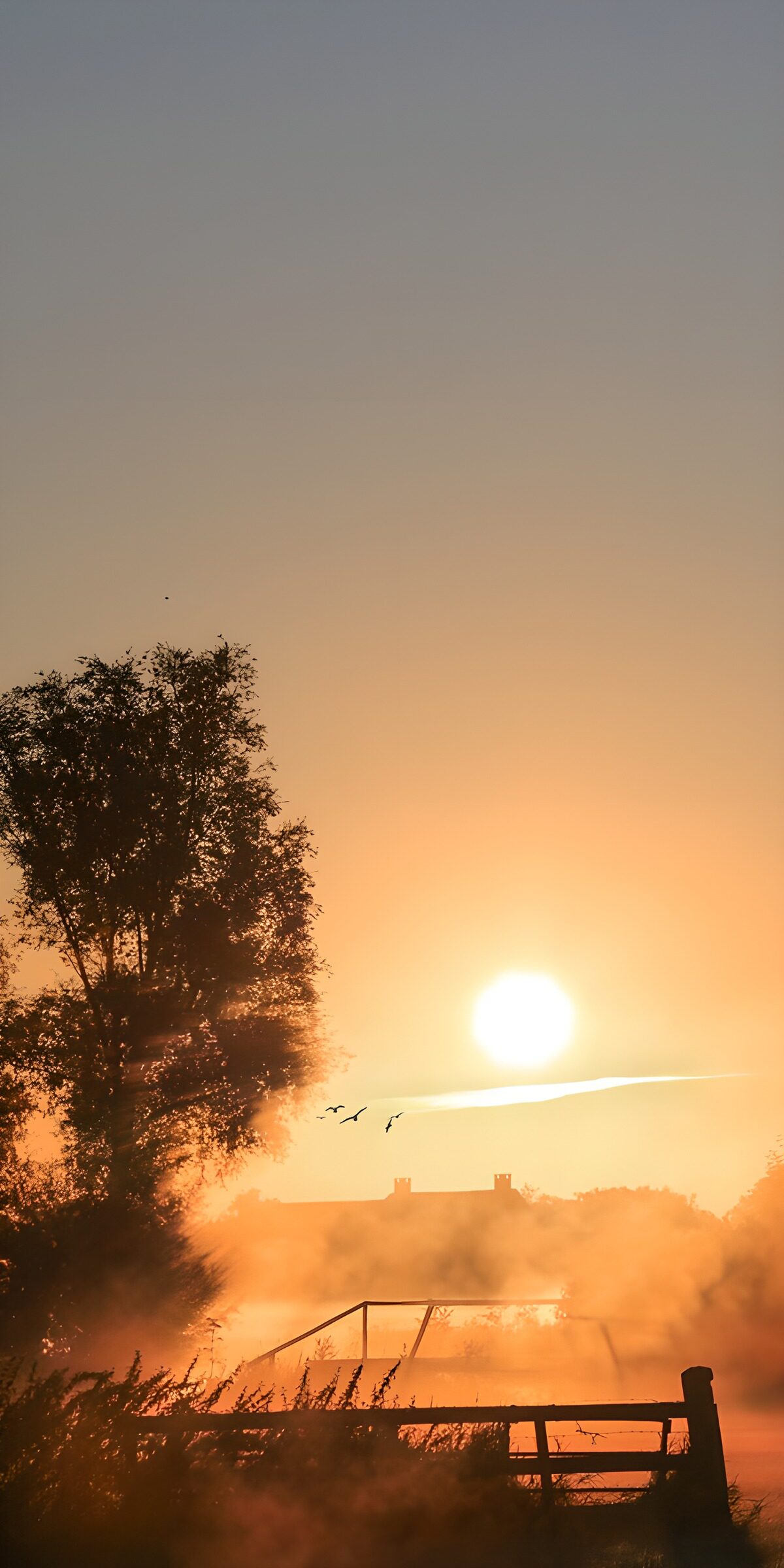 Misty sunrise with birds and a tree