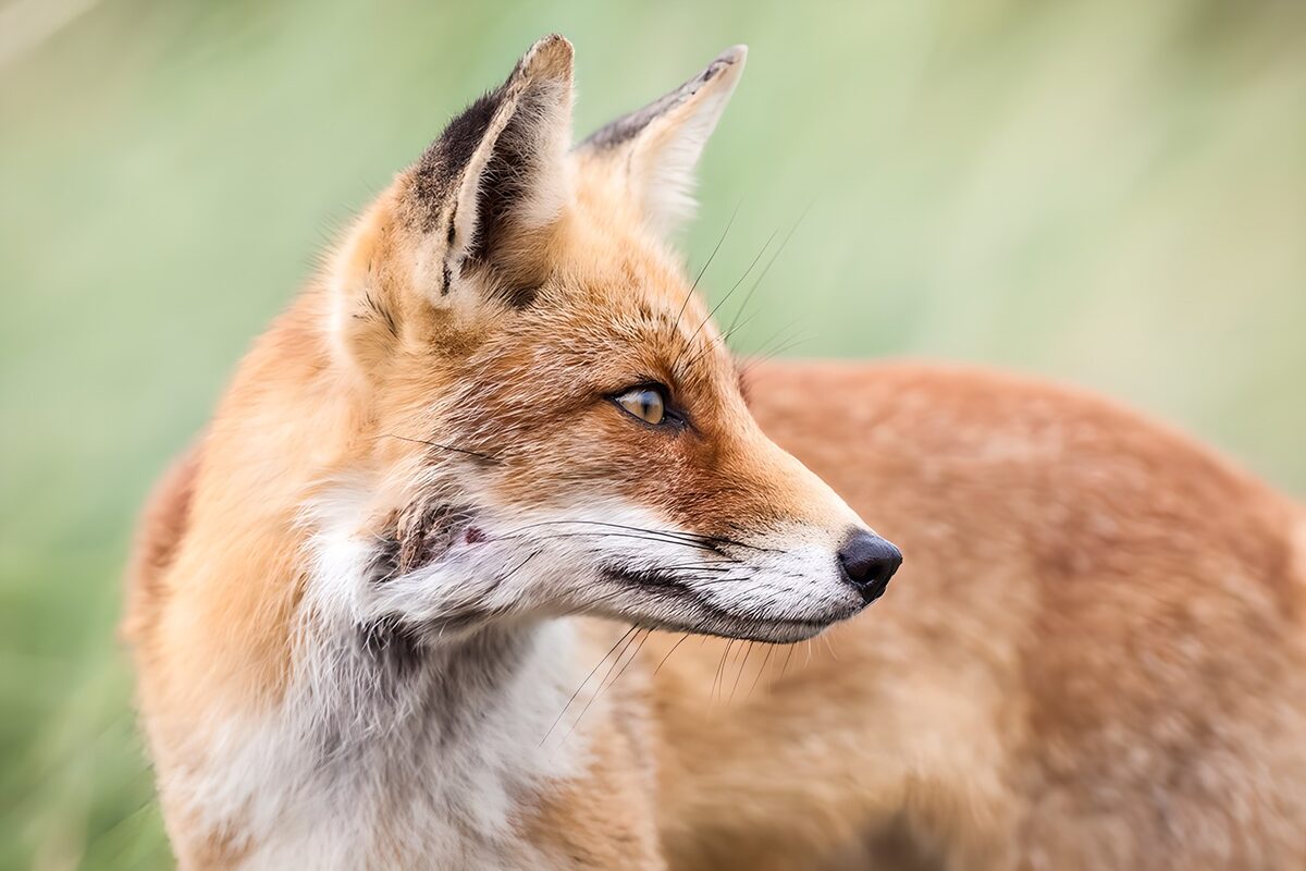 Red fox in profile, quietly alert