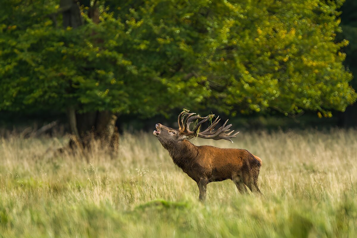 Red deer stag calling in the tall grass