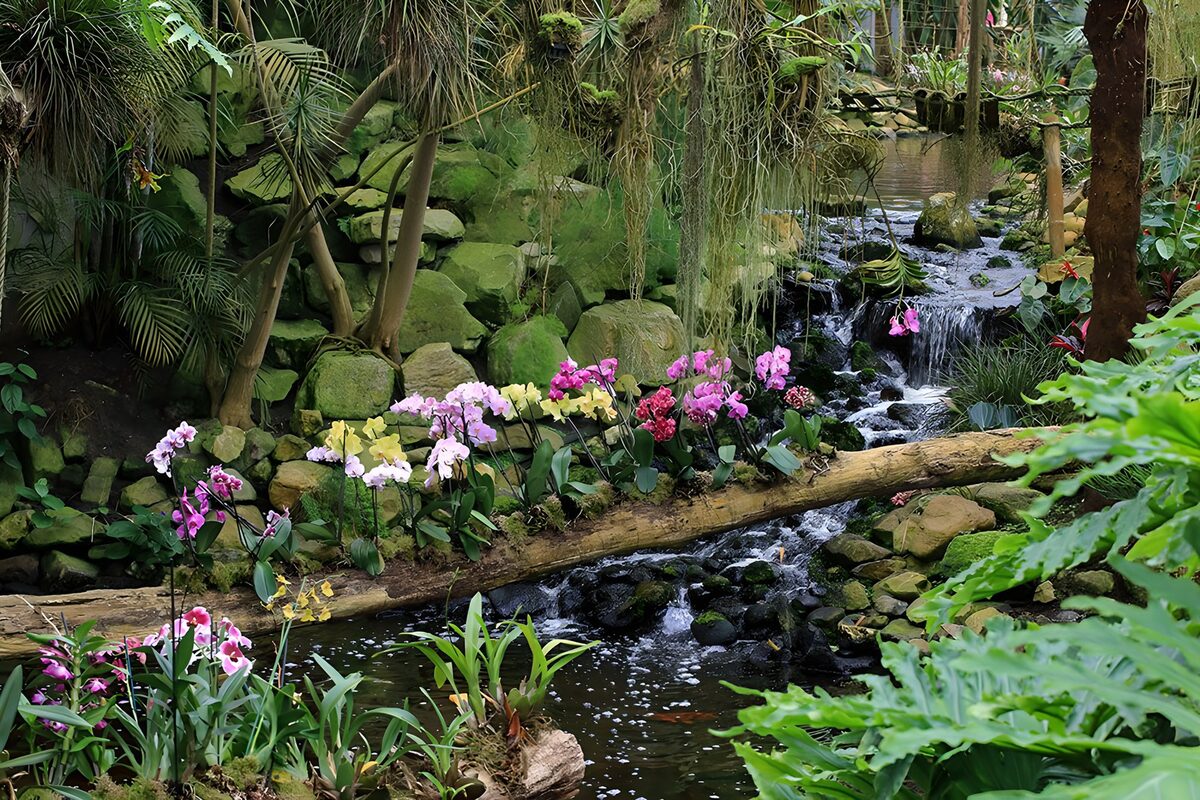 Orchids by a shaded waterfall