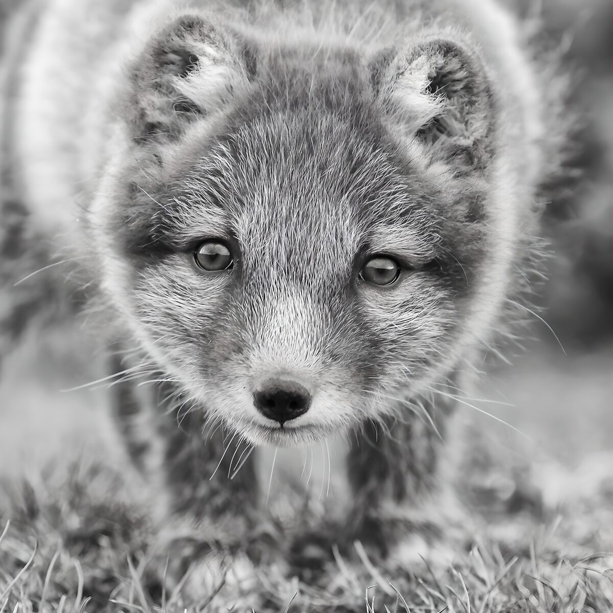 Young fox, face to face in black and white