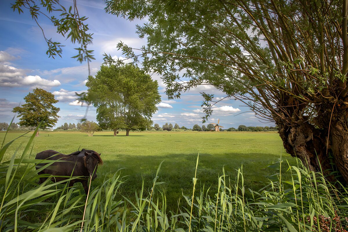 Horse and windmill in a sunlit meadow