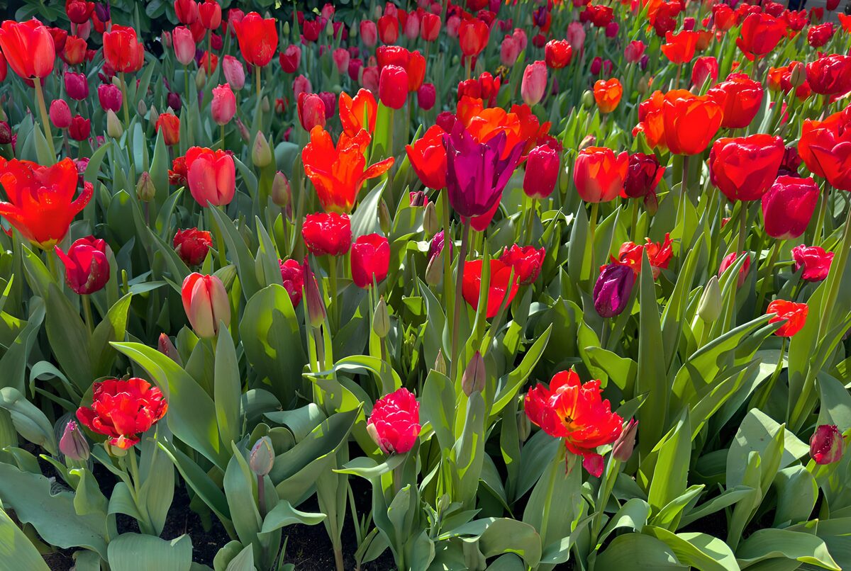Red, pink and purple tulips in the sun