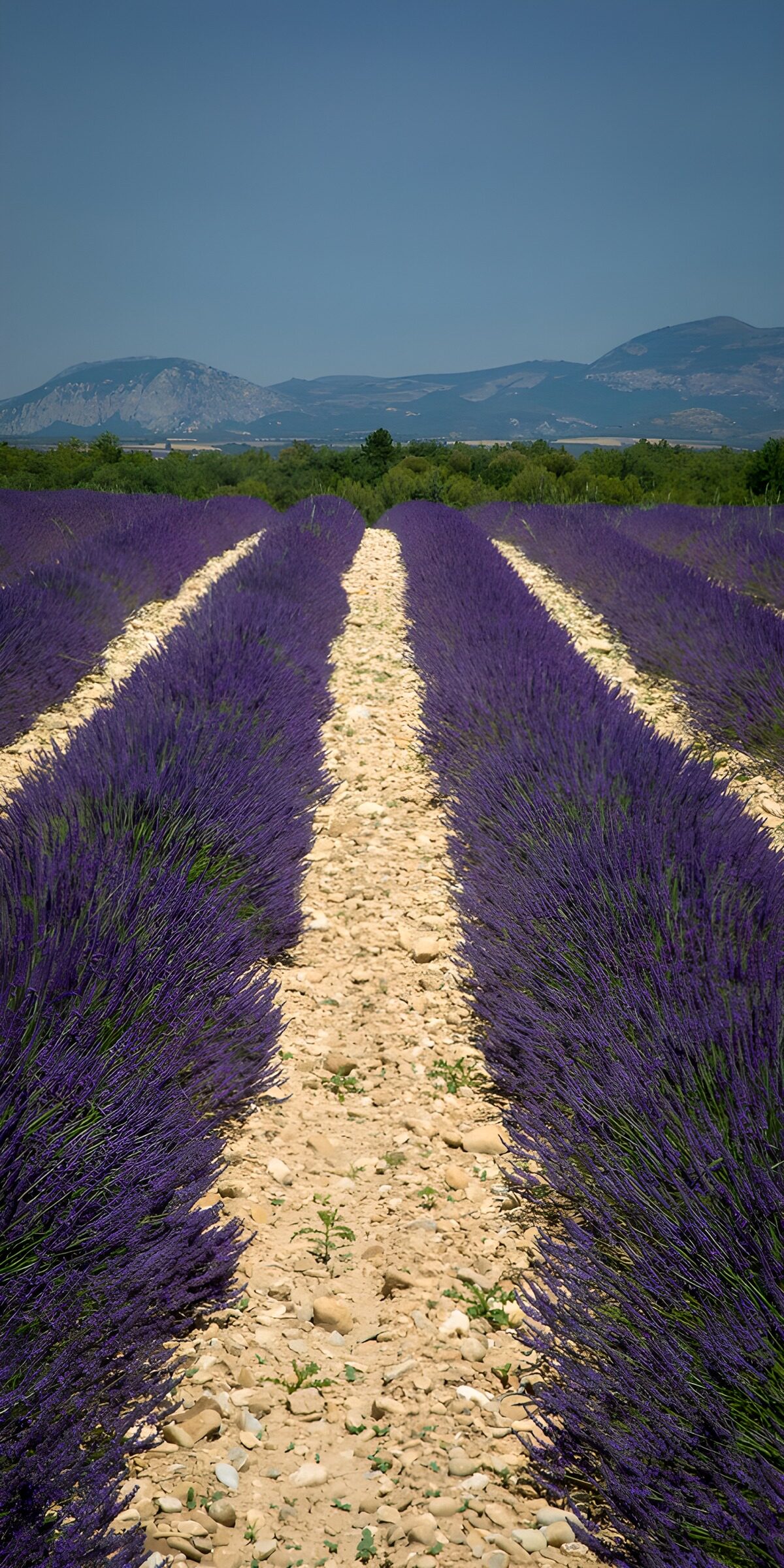 Sunlit lavender rows beneath the mountains