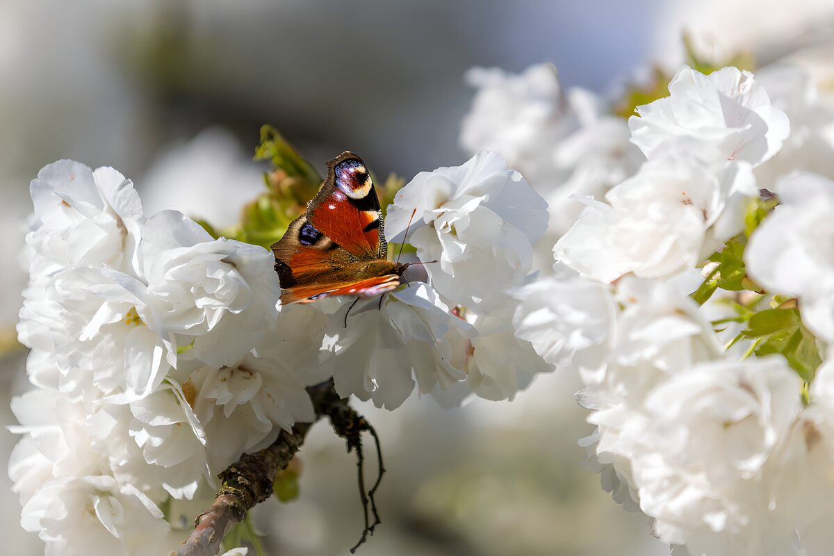 Peacock butterfly on sunlit white blossom
