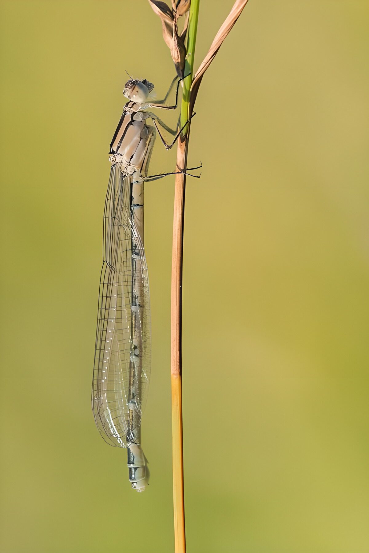 Pale damselfly on a sunlit stem