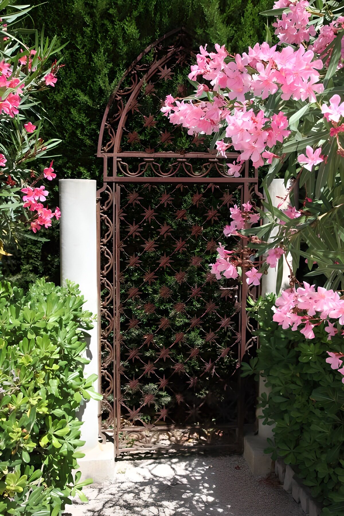 Brown garden gate and sunlit pink flowers