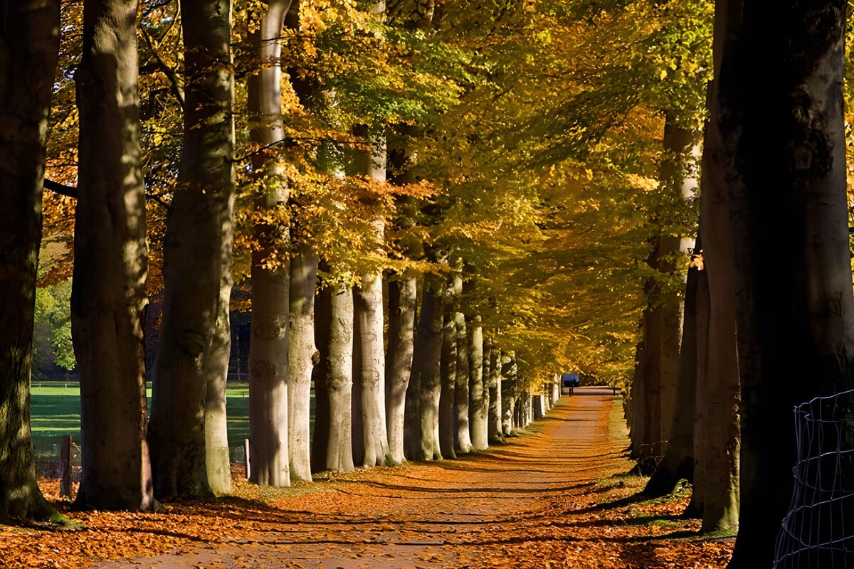 Sunlit autumn avenue