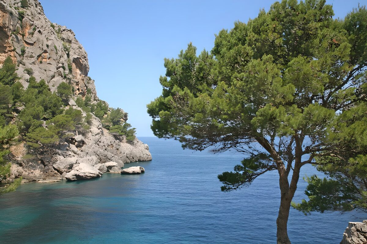 Turquoise cove beneath a shady pine