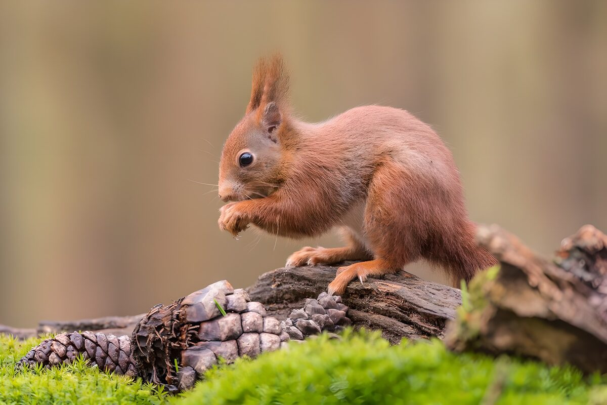 Red squirrel on wood among bright moss