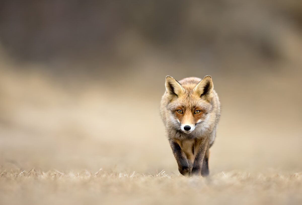 Red fox on a quiet walk