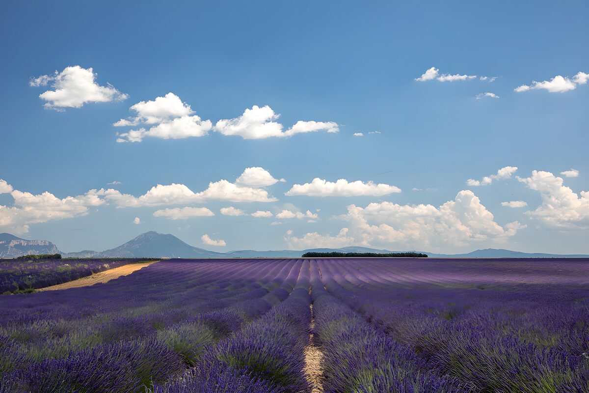 Lavender fields beneath summer clouds