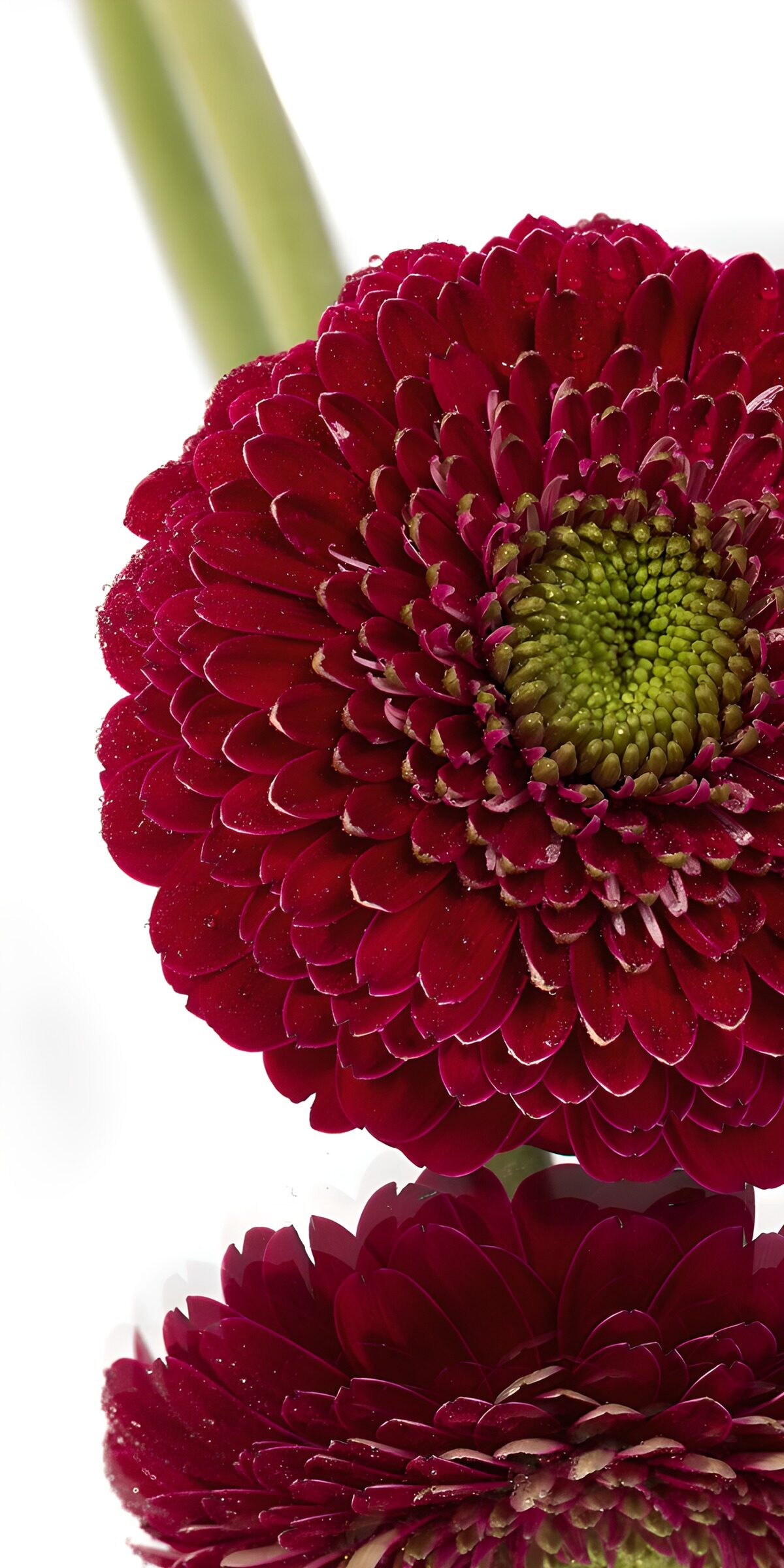 Dark red gerbera in brilliant white light