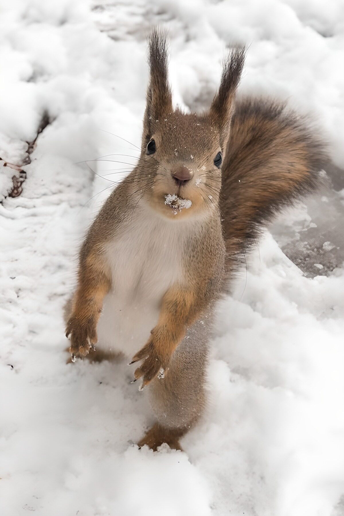 Red squirrel standing tall in the snow
