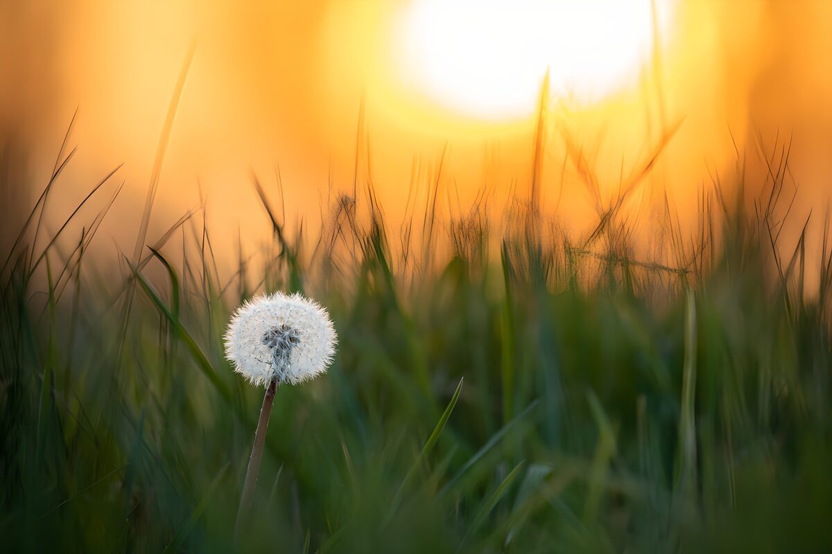 Dandelion clock in golden light