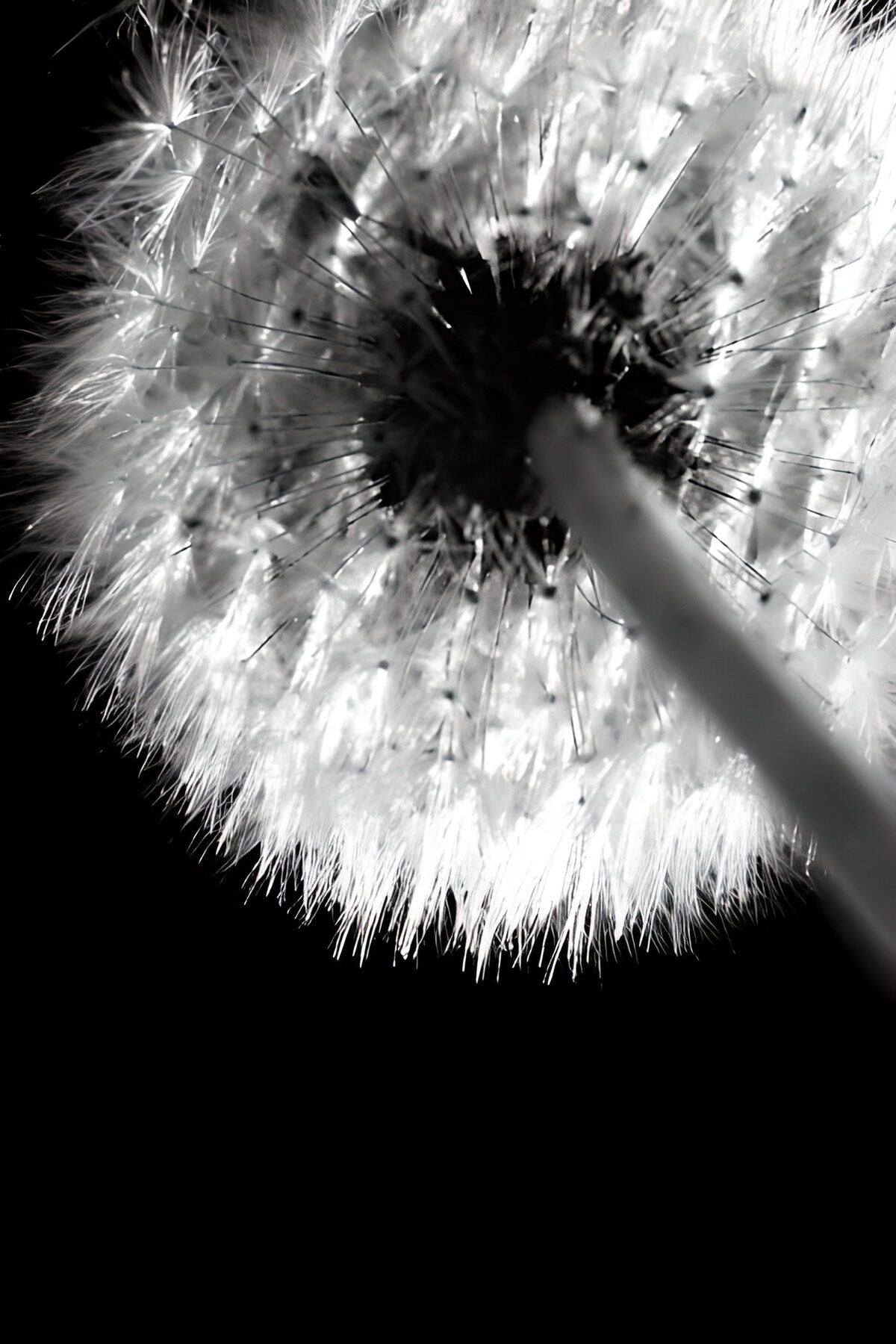 Dandelion seed head in black and white
