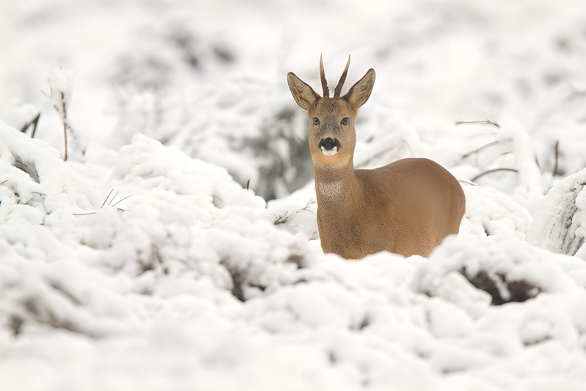 Watchful roe deer among snowy branches