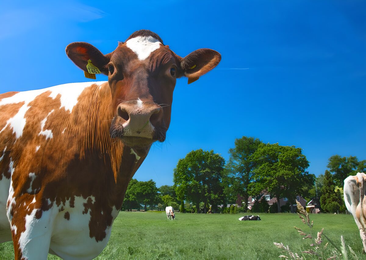 Brown-and-white cow in summer sunshine