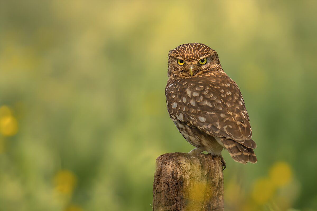 Watchful little owl on a weathered stump