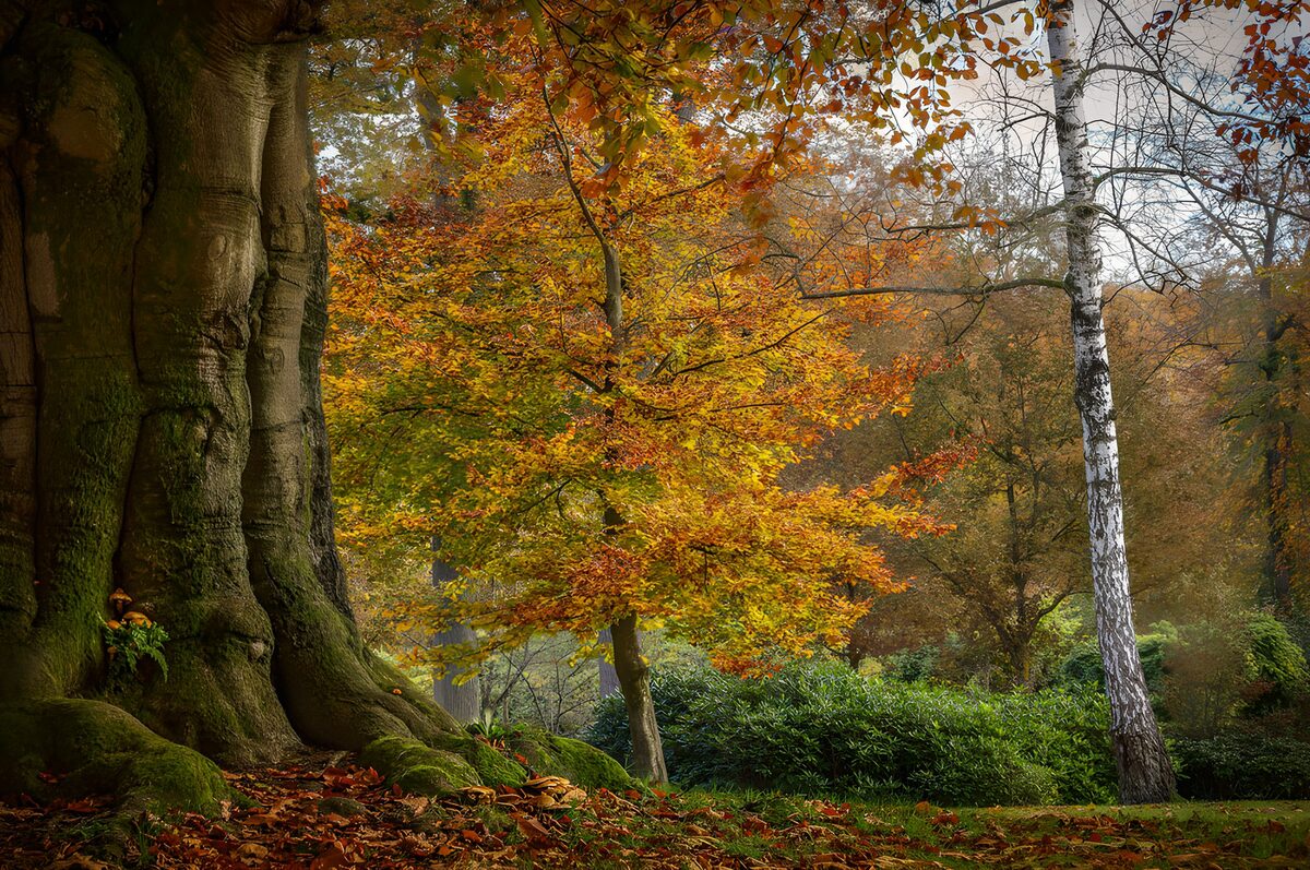 Old tree and golden autumn woodland