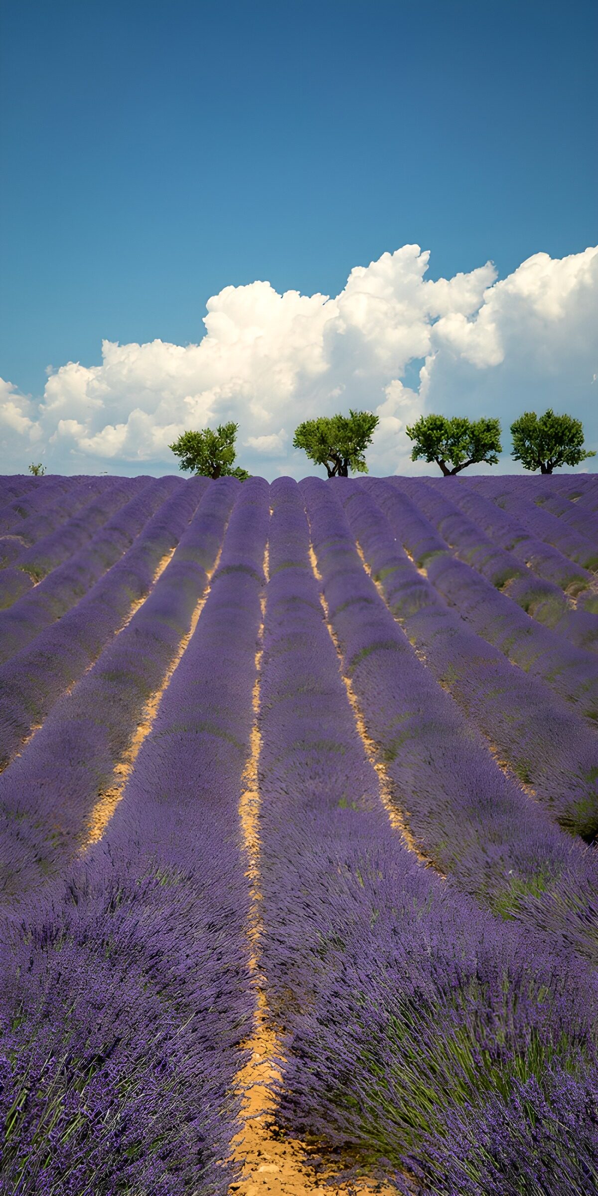 A tide of lavender beneath the clouds