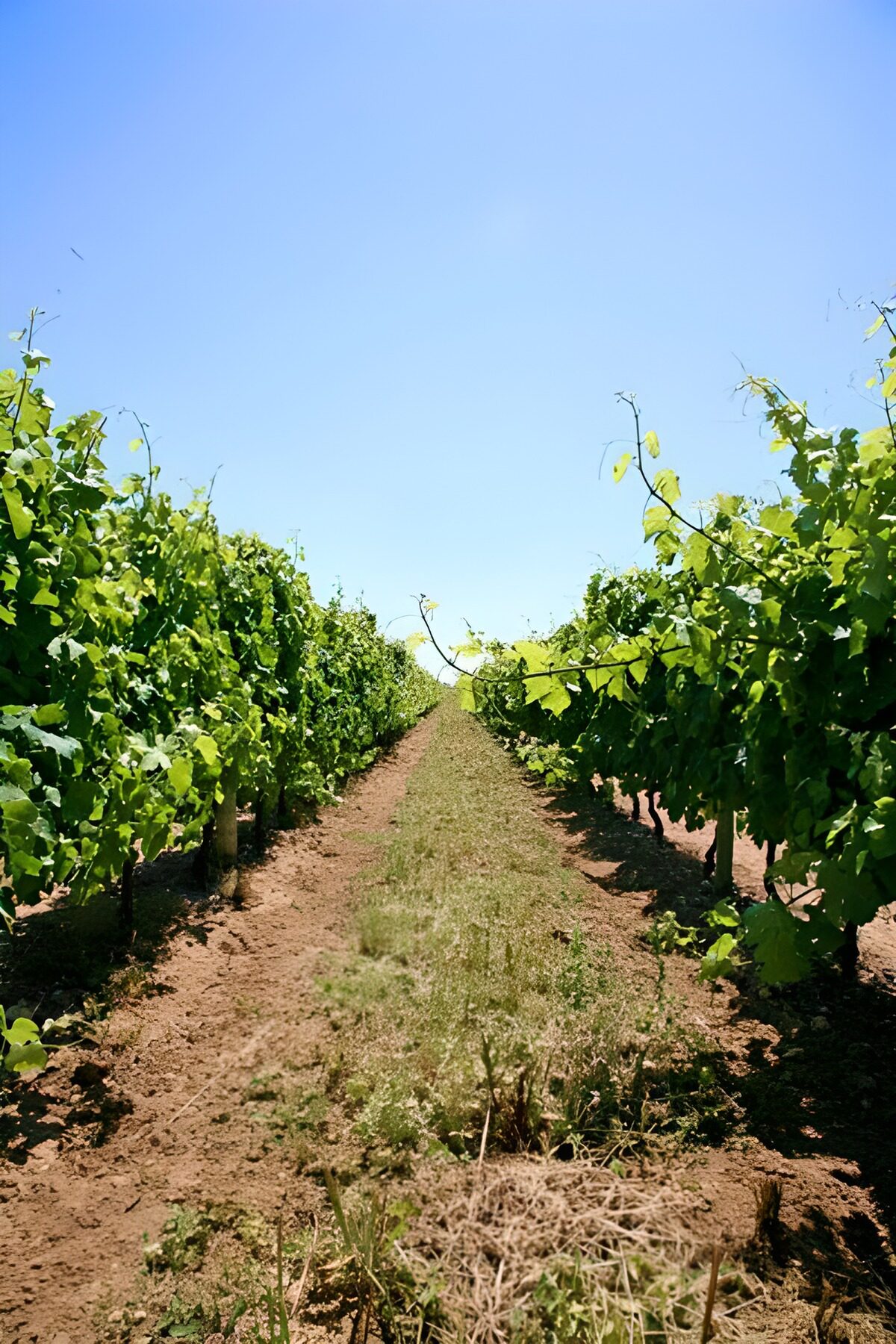 Sunlit path between vineyard rows
