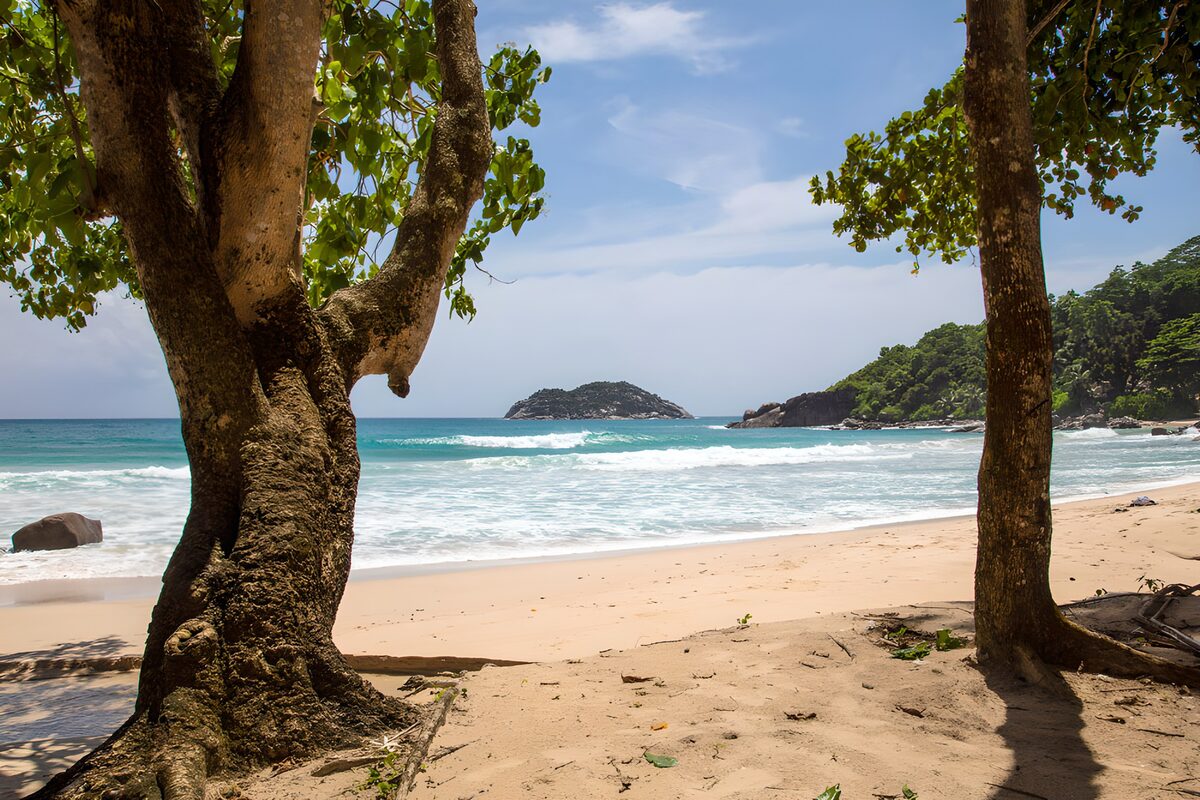 Tree-framed beach and turquoise surf