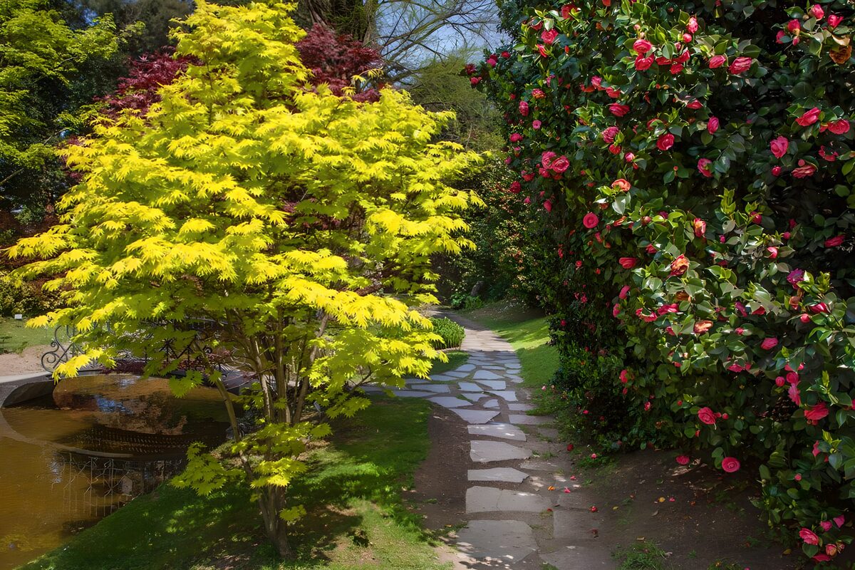 Sunlit stone path beside pink flowers