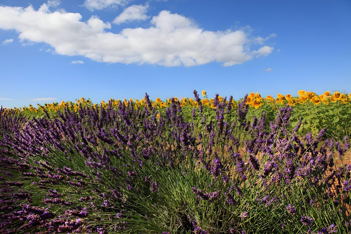 Lavender and sunflowers under summer skies