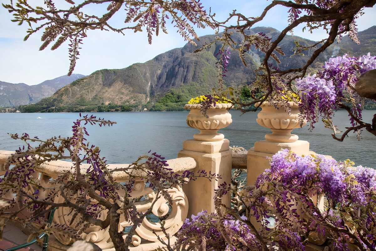 Wisteria over a sunlit lakeside terrace