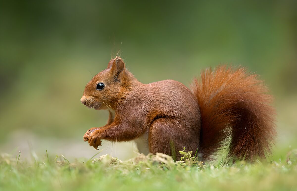 Red squirrel, quietly alert